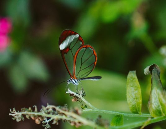 pexels-kelly-2918152